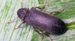 Beetles grins și cum să scapi de ei